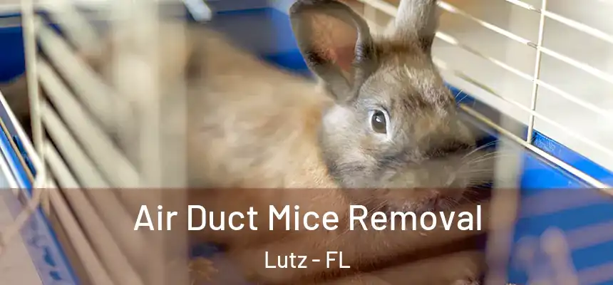  Air Duct Mice Removal Lutz - FL