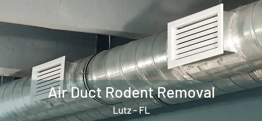  Air Duct Rodent Removal Lutz - FL