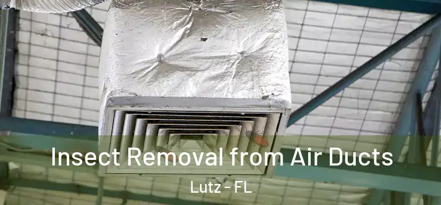 Insect Removal from Air Ducts Lutz - FL