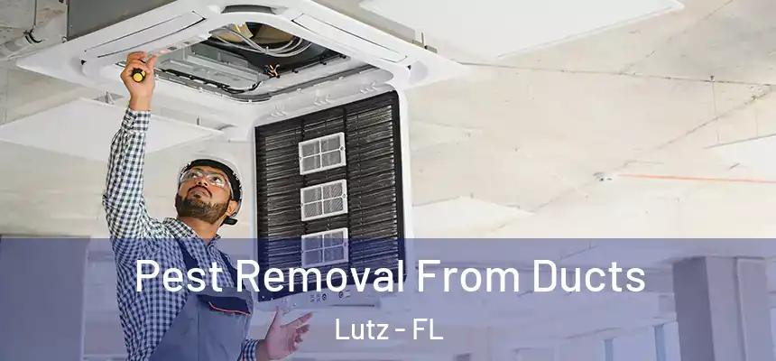  Pest Removal From Ducts Lutz - FL